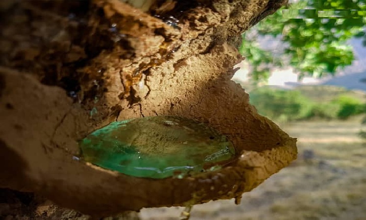 سقز و خواص آن