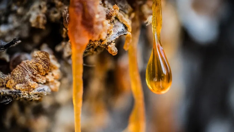 روغن سقز