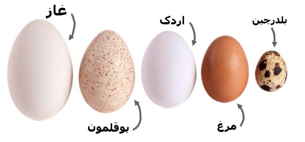 تخم غاز