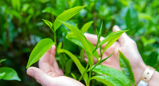 روغن درخت چای